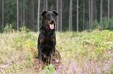 BEAUCERON 409